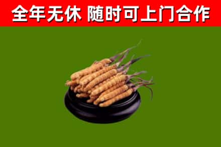 锦屏烟酒回收冬虫夏草.jpg