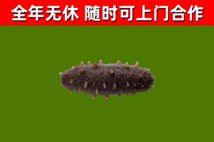 锦屏烟酒回收干海参.jpg